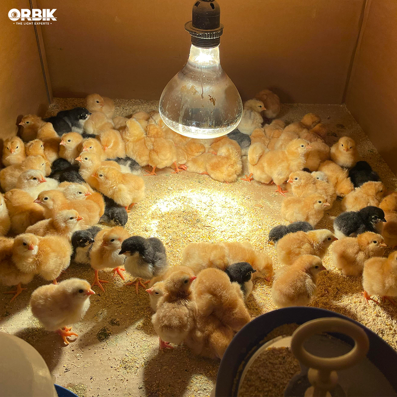 ORBIK Siccatherm Bulb 375w