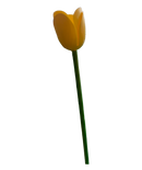 Flower Tulips BH-FT-824V